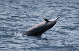 dolphin_cruise_maldives2