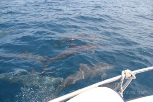 dolphin_cruise_maldives3