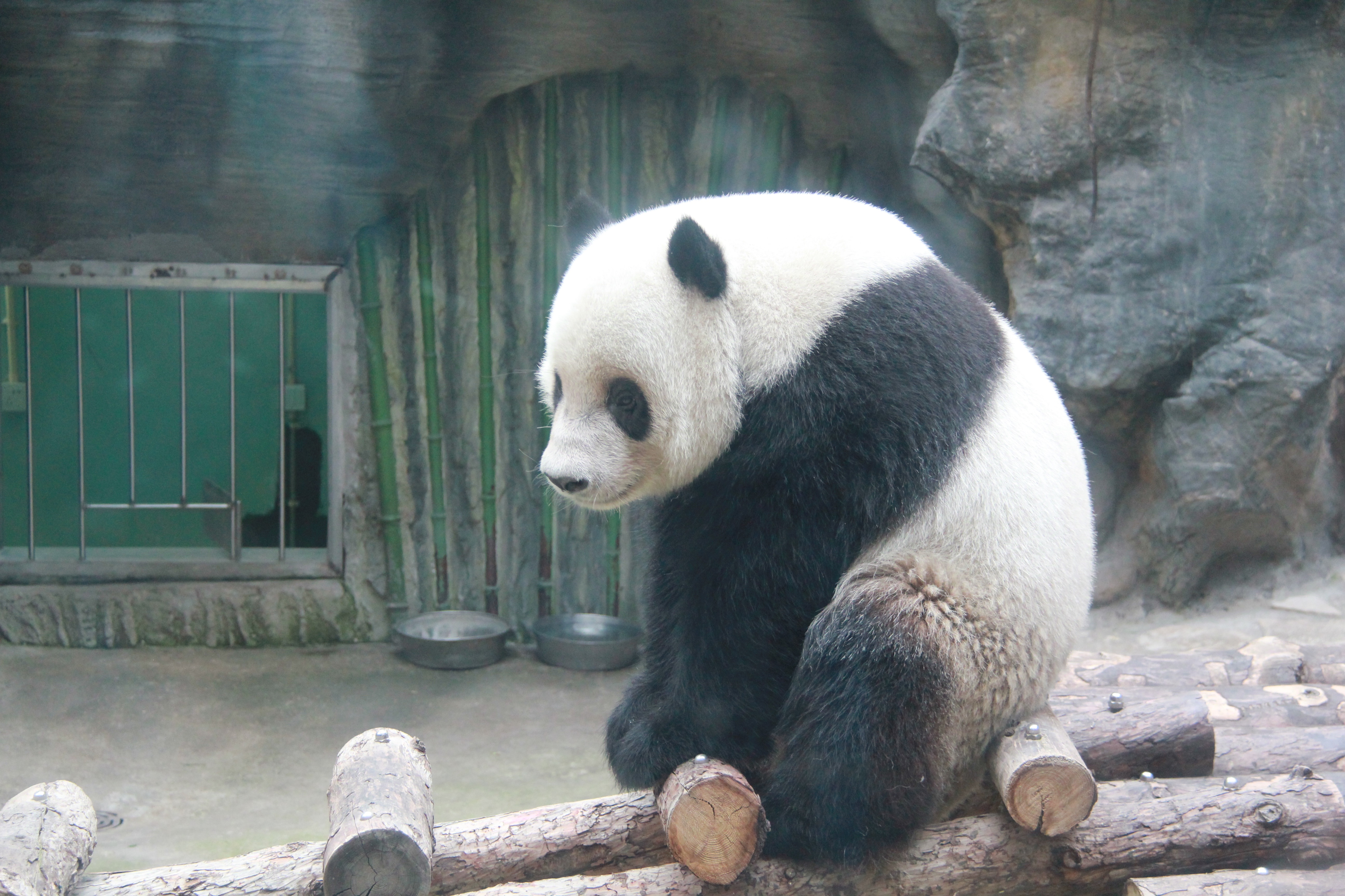Day 2: Seeing the Giant Panda at the Beijing zoo, China